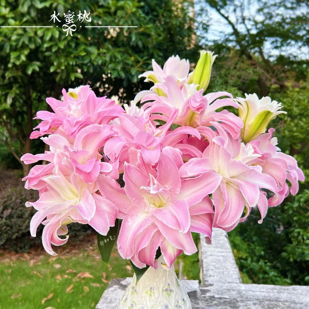 【水蜜桃】粉白色清香重瓣香水百合云南鲜花基地直发   顺丰包邮