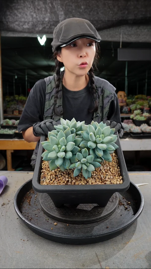 铁***猫4008号哥特群