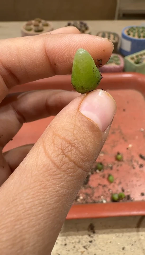 14-54多肉植物肉锥