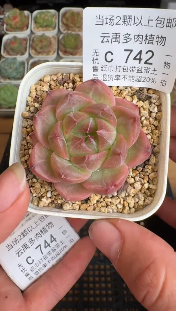 742c盆土发(6.5cm杯）一物一拍 珍妮多肉