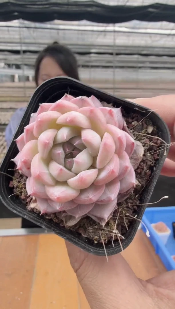 东云多肉园新款-113