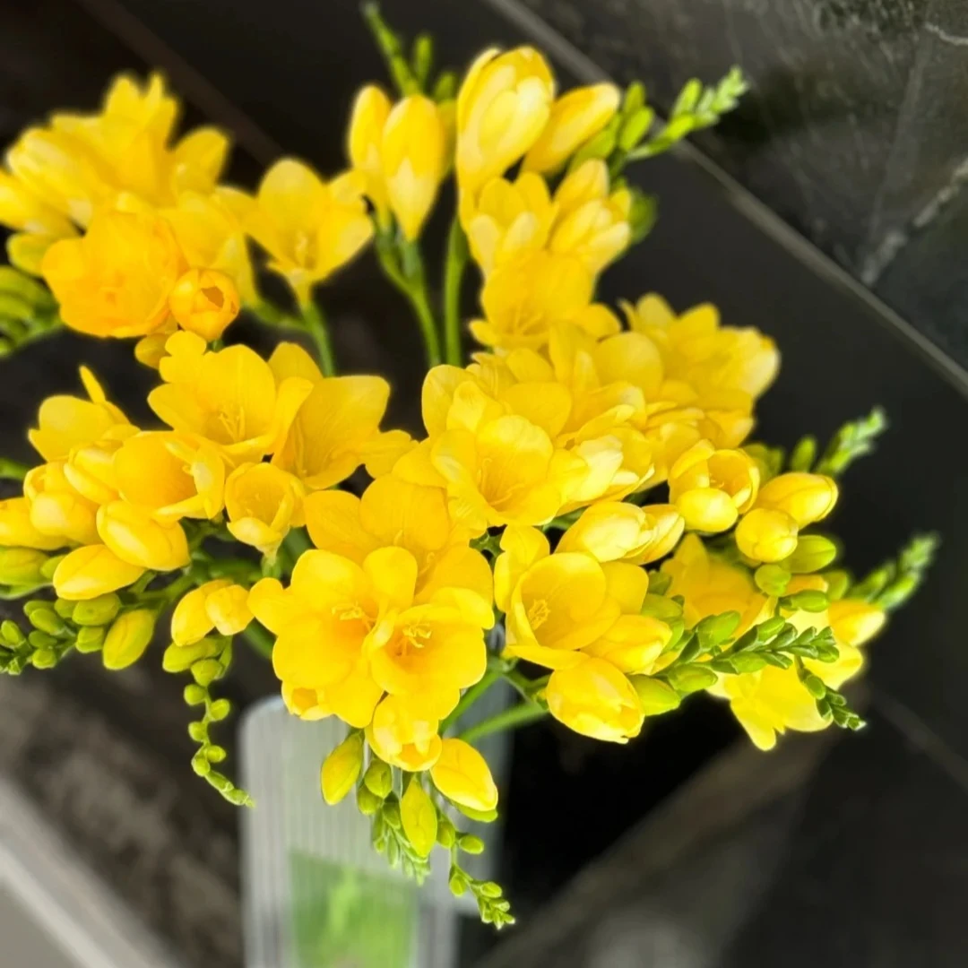 【扶光（黄色）香雪兰】任意不含加购商品两单包邮，偏远10元运费