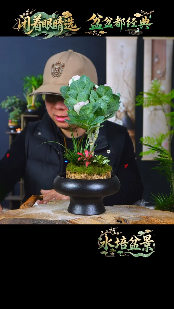 石云社一物一拍组合盆栽20