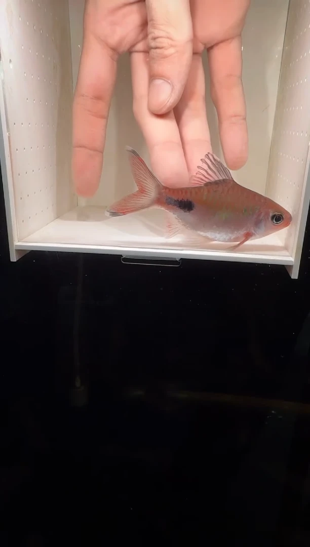 工具鱼彩虹道人1