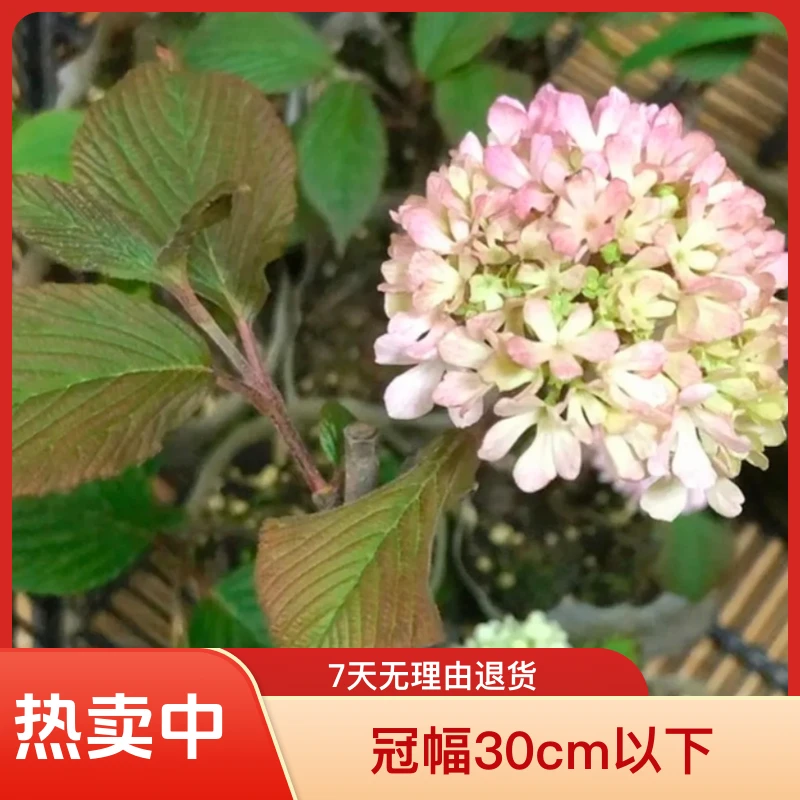大花绣球花多品小苗15cm盆栽苗适合阳台庭院种植花卉苗