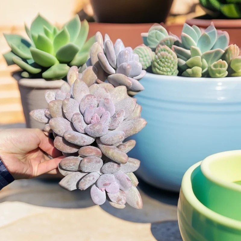 奶酪多肉植物 （满18包邮）云南多肉花坊新手养肉放阳台种植