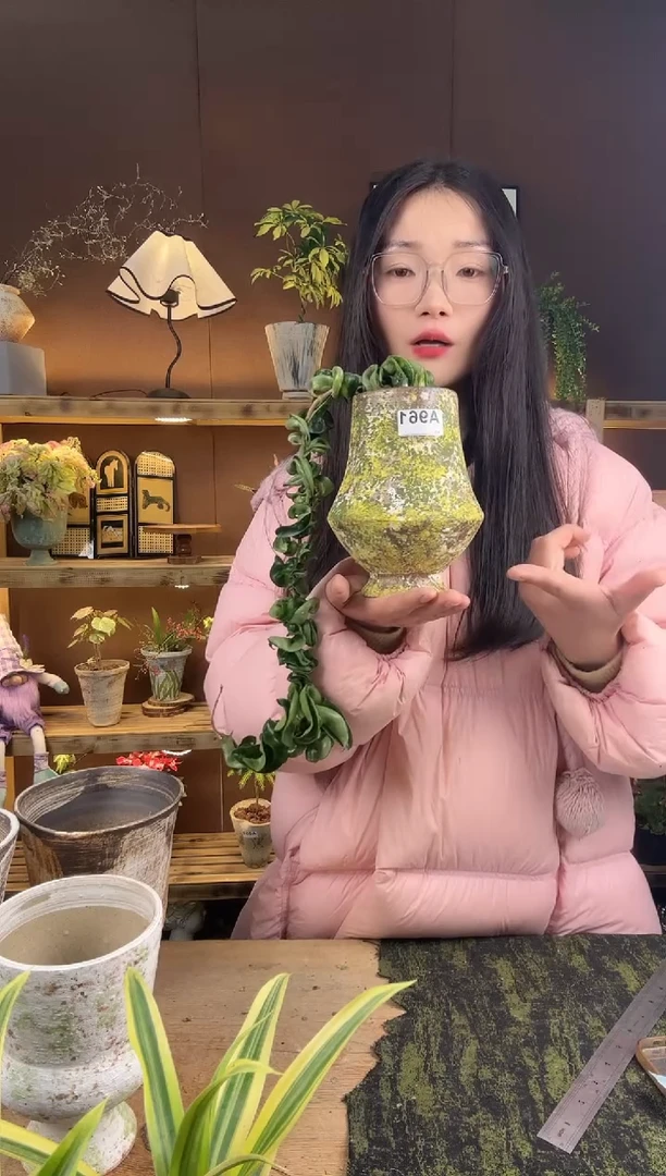 以实际为准961卷叶球兰加盆一套