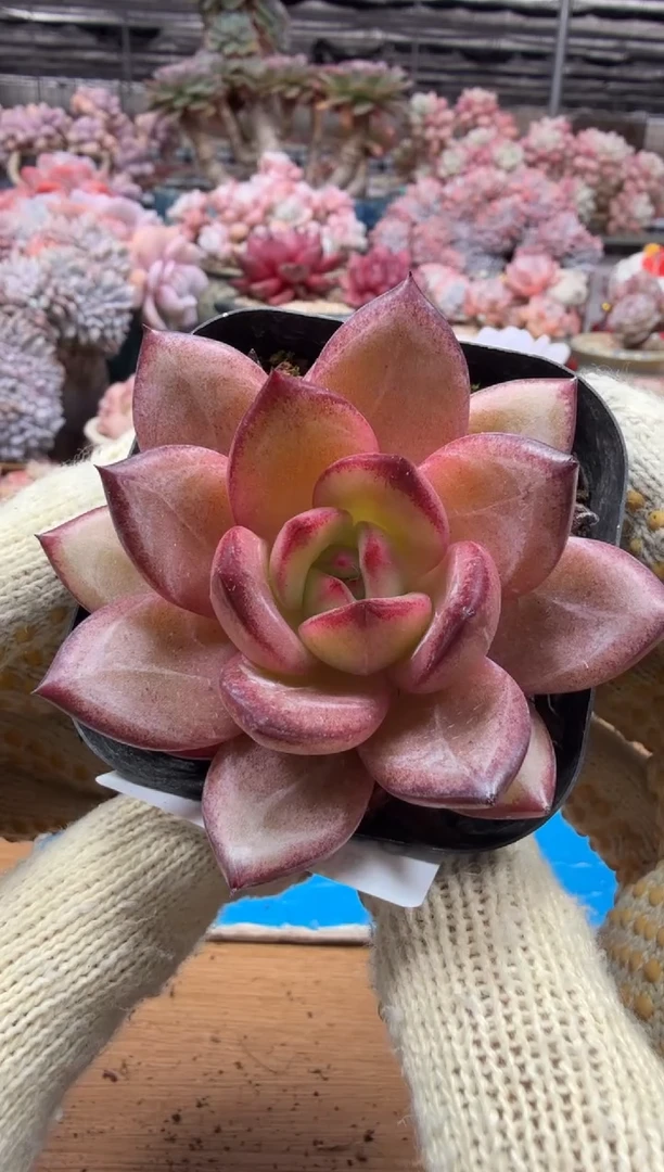 东云多肉园三店-180