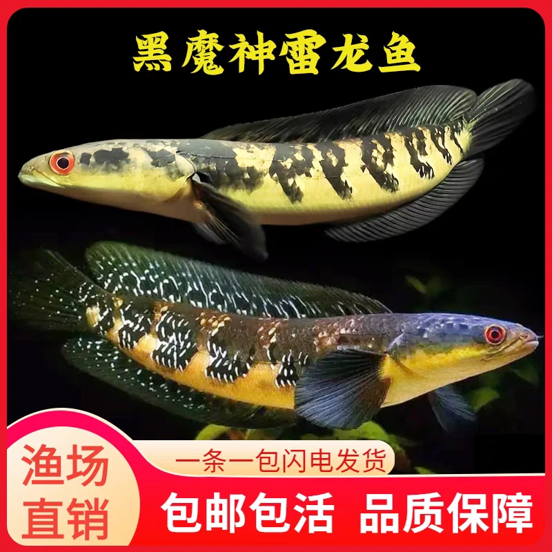 直播间养号福利专拍猛鱼黄魔神铅笔福鳄火箭