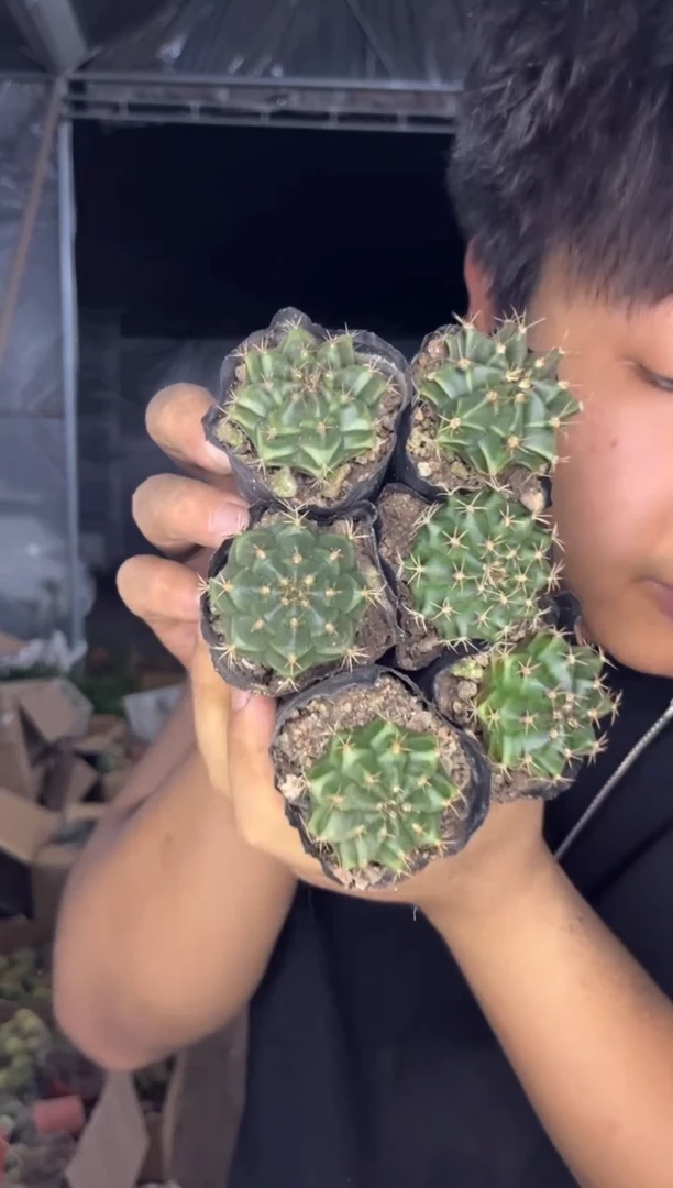 6颗 米哈 牡丹【实生根】