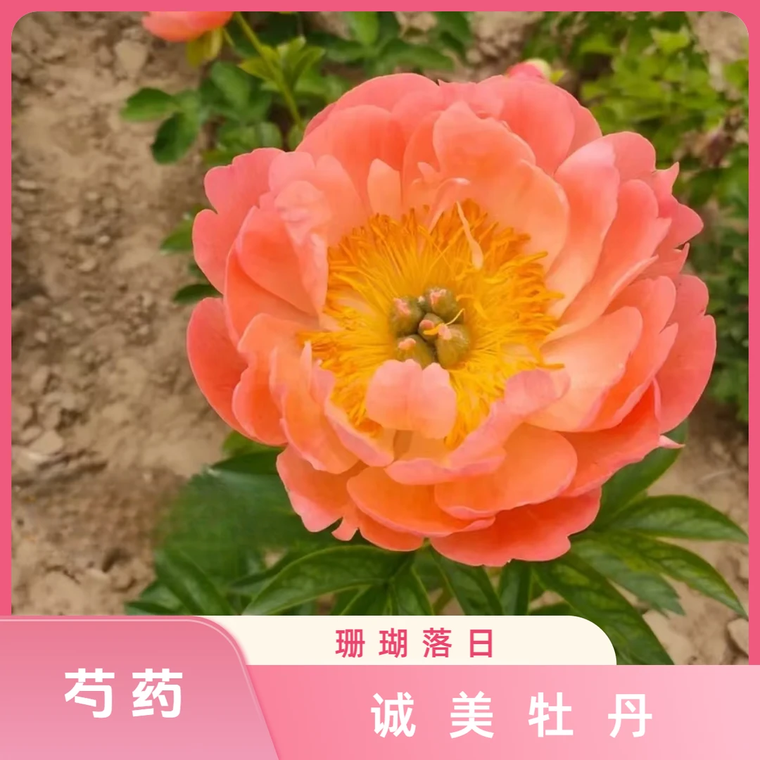 【珊瑚落日】进口杏黄色开花可变色 花苗现挖现发 裸根发货