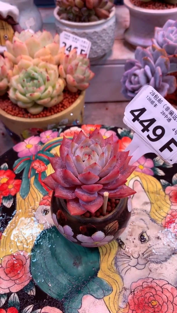 ゆ****i449F（一物一拍，精品多肉，w所见即所得 ）