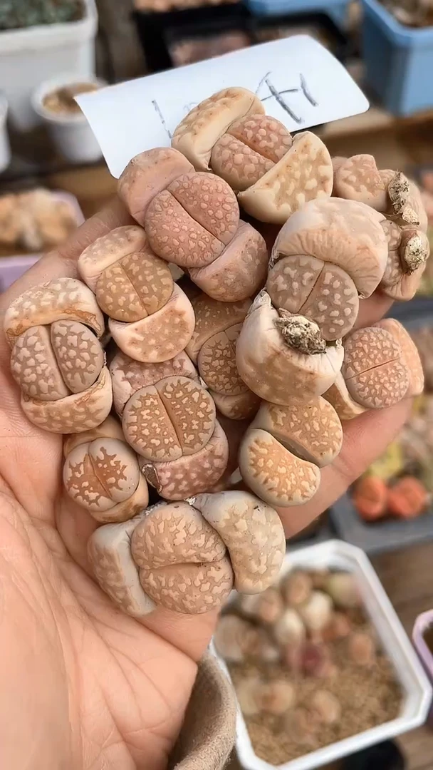 【闪购商品】10041直播一物一拍