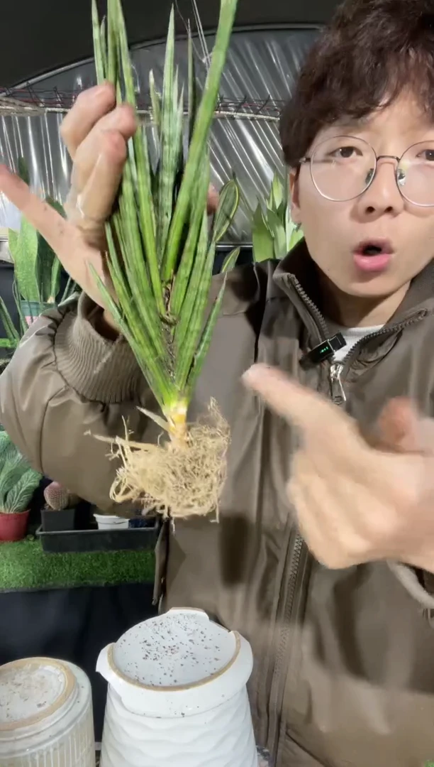 【闪购商品】泰品 狐狸尾8.8裸根20厘米