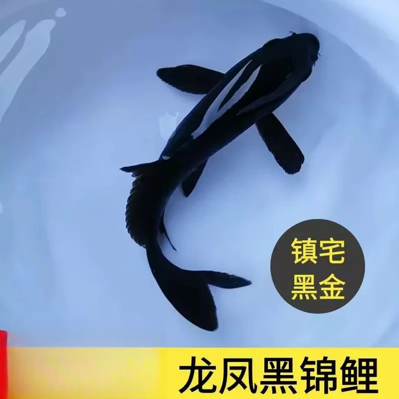 25-30cm【1条】冷水鱼 锦鲤 草金 好养