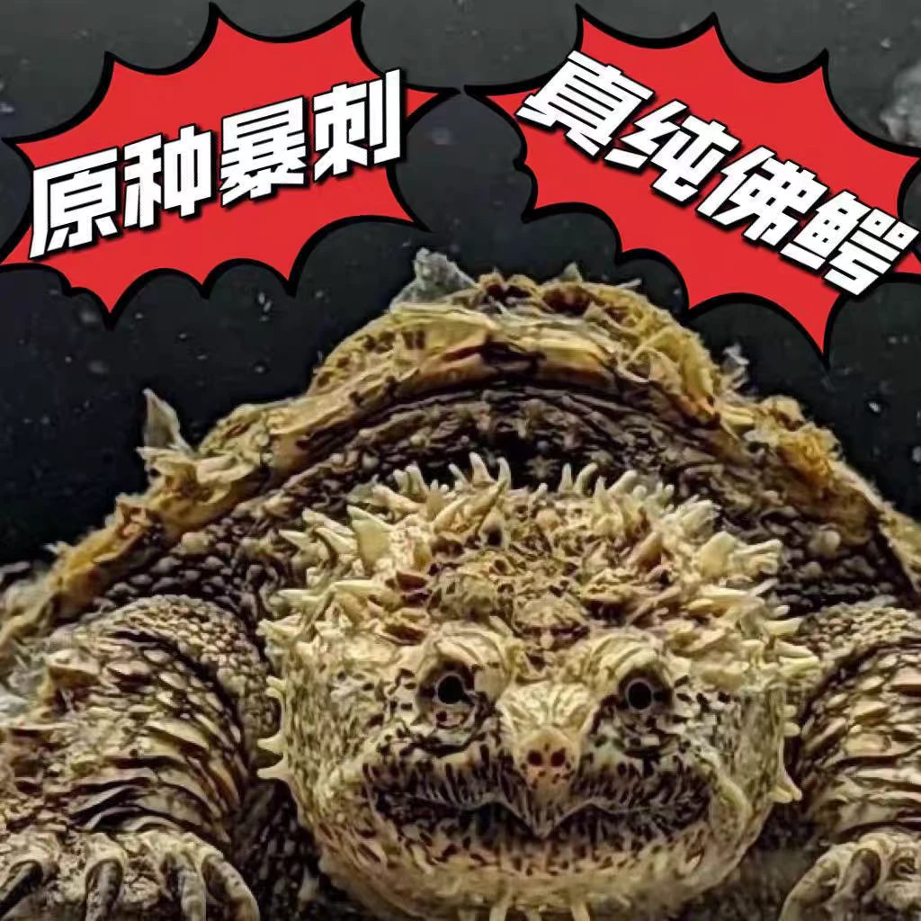 北美小鳄龟杂佛纯佛活体凶猛宠物龟优质龟苗
