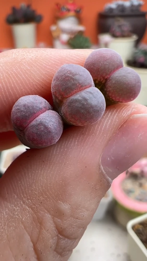 121随机一颗超级无敌爆炸好看的美肉。。。。。。。。