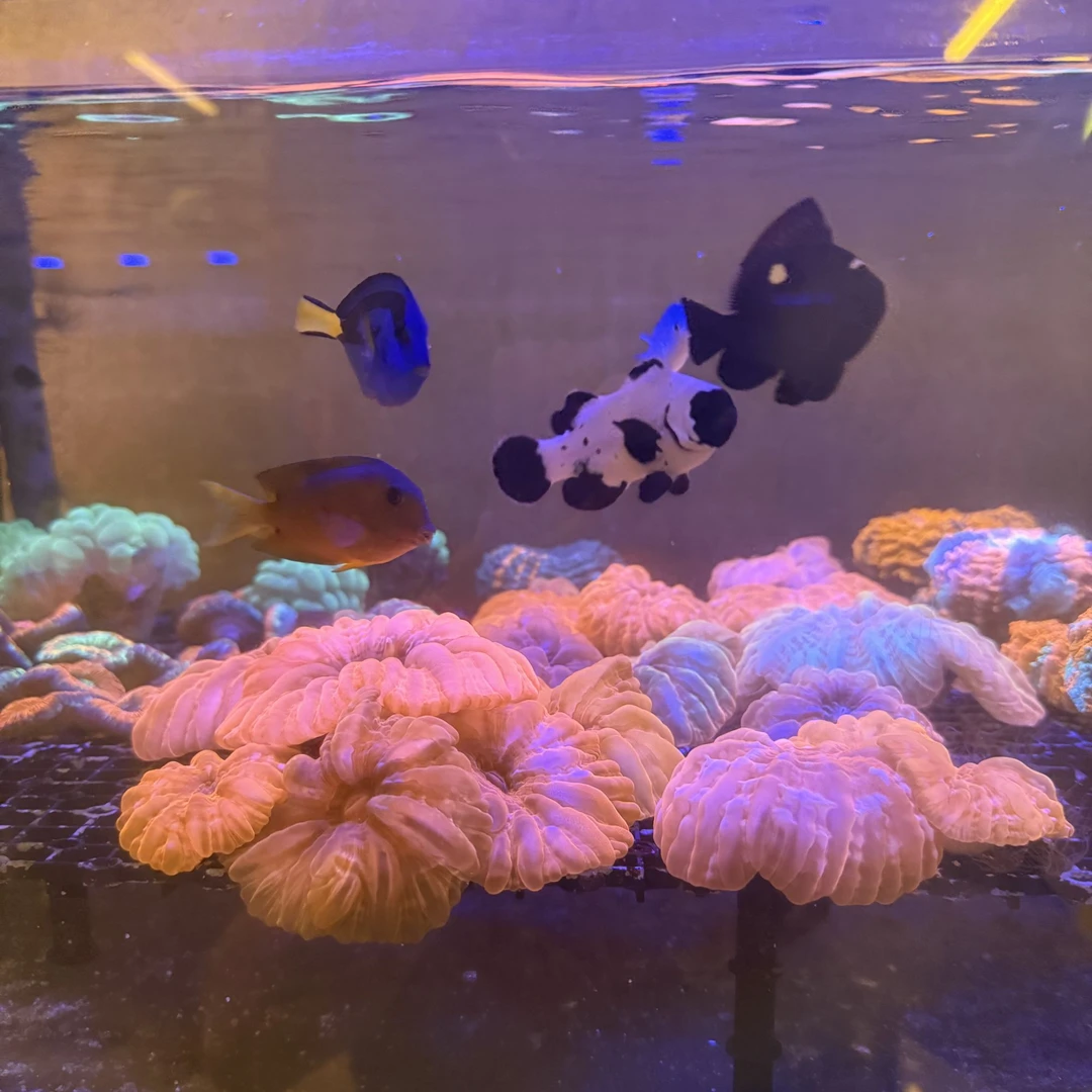 （念安）水草链接一物一拍