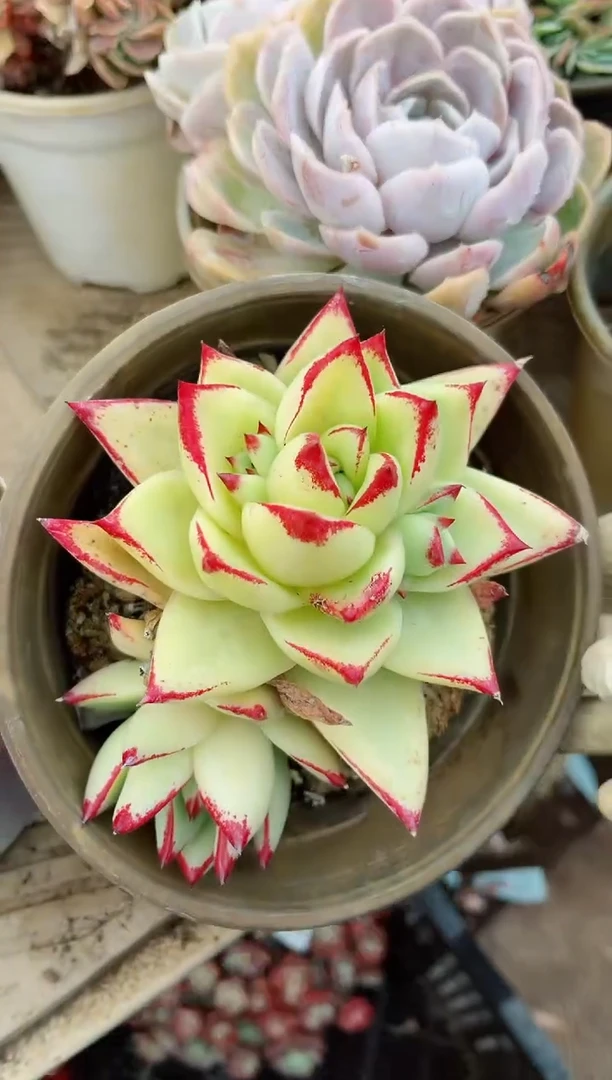 【闪购商品】07300