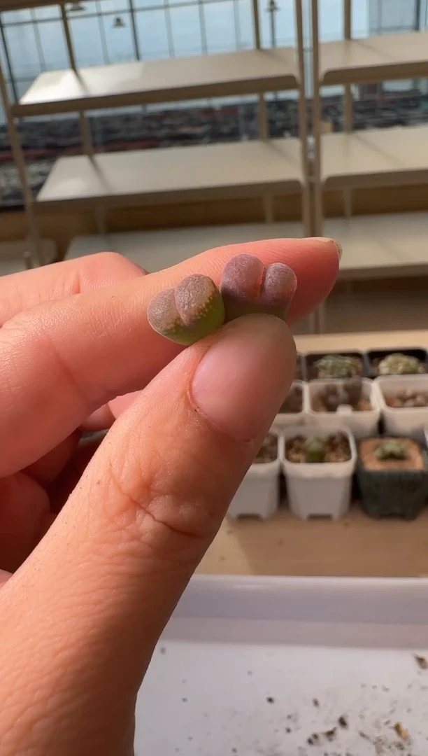 24-91多肉植物肉锥
