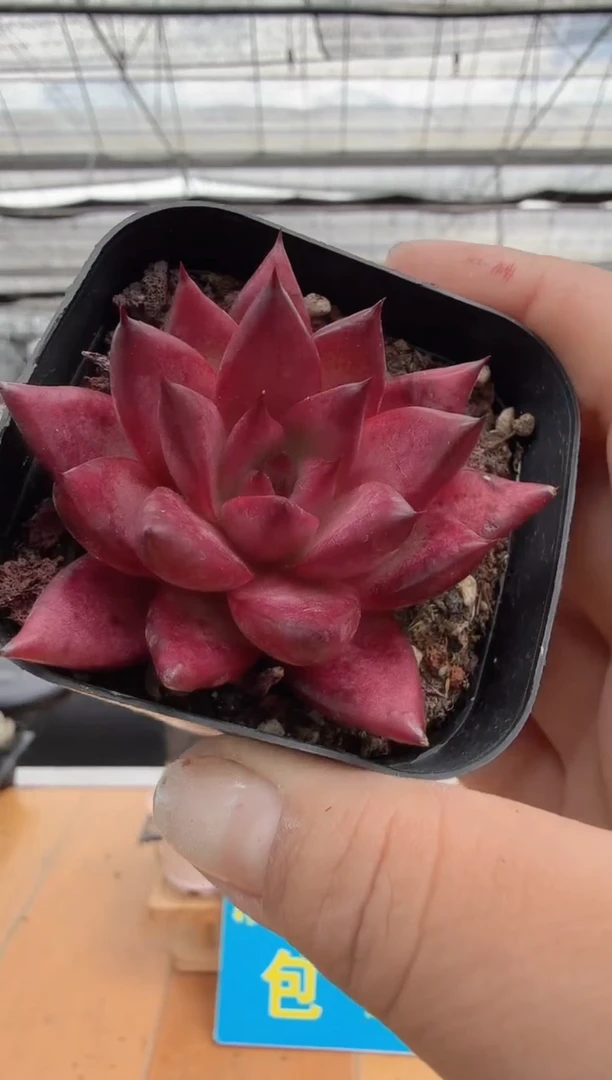 东云多肉园二店-290