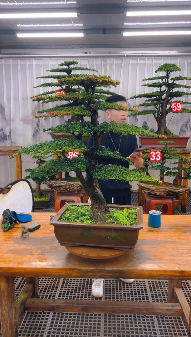 无花朵精品盆景直播间一物一拍