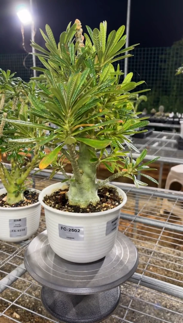 罗****夜实生巨琉桑FC-2502