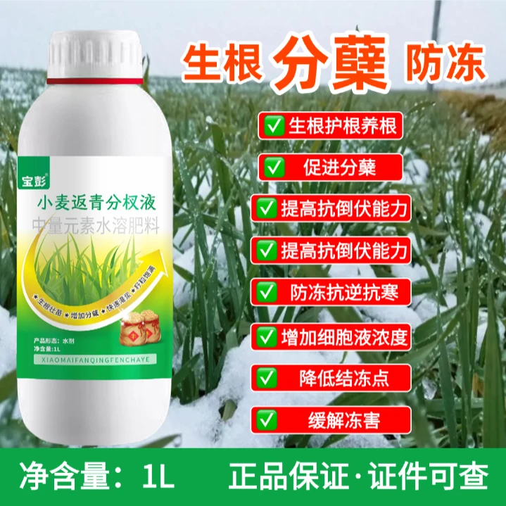 小麦年前生根护根养根壮苗促分蘖抗逆抗寒抗冻小麦生根叶面肥
