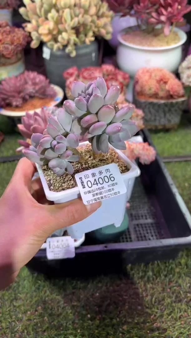 【闪购商品】04006