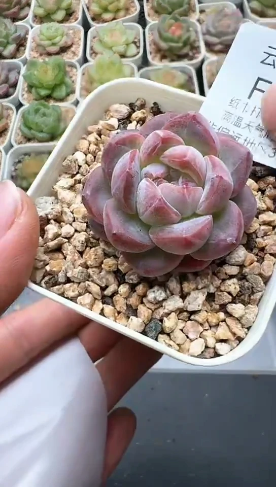 370F云禹多肉植物 默认脱土纸巾打包 3颗包邮