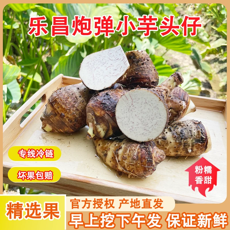 【顺丰包邮】广东韶关乐昌张溪香芋炮弹芋头小芋头仔粉糯毛芋槟榔芋