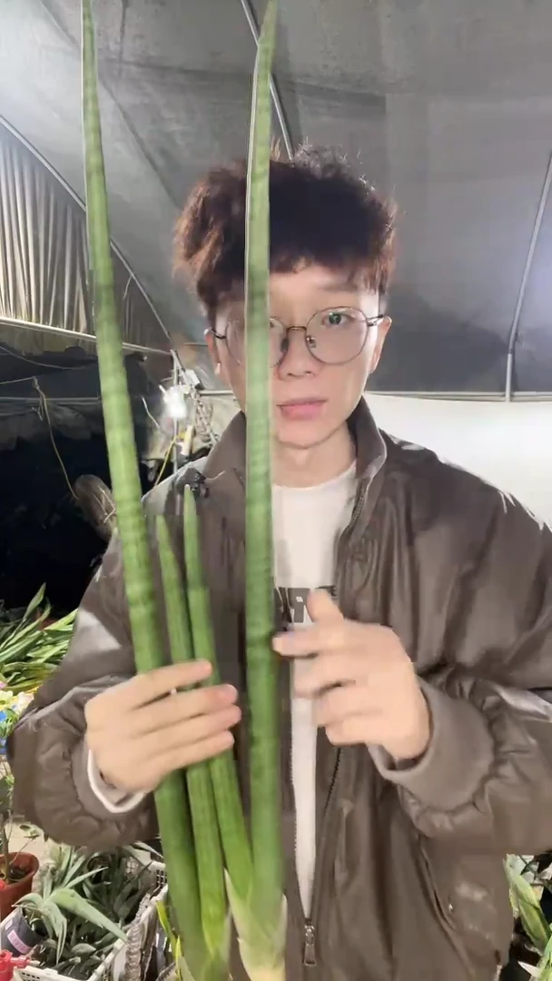 神手裸根2棵19.9