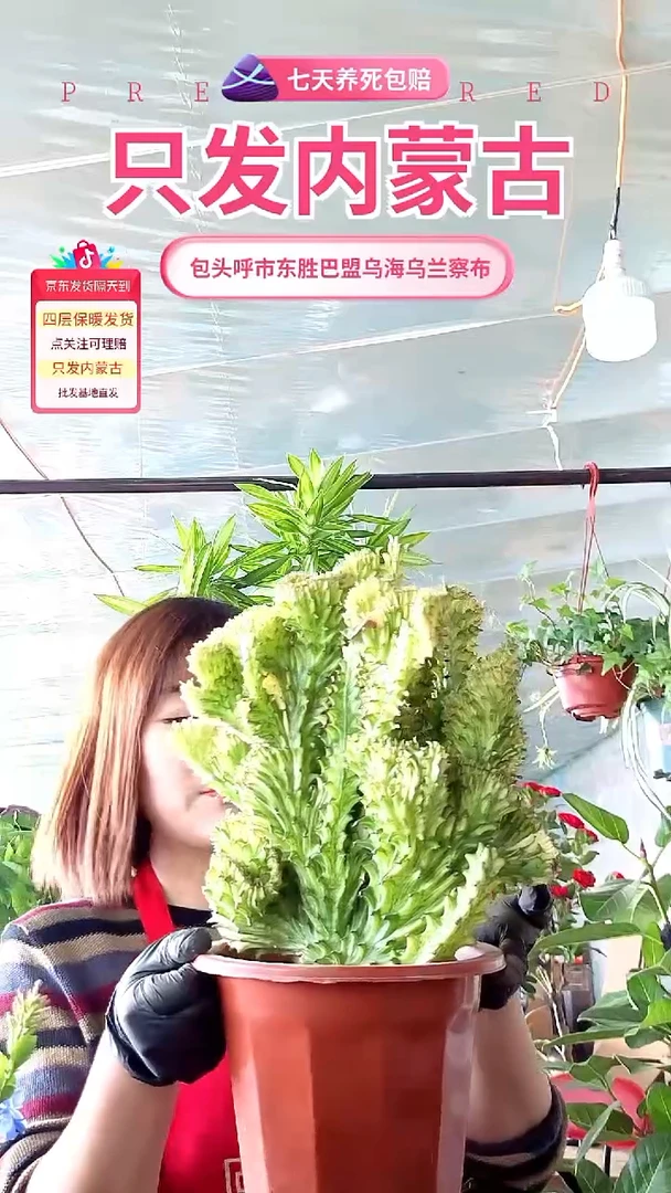 完全开放玉麒麟大盆盆栽