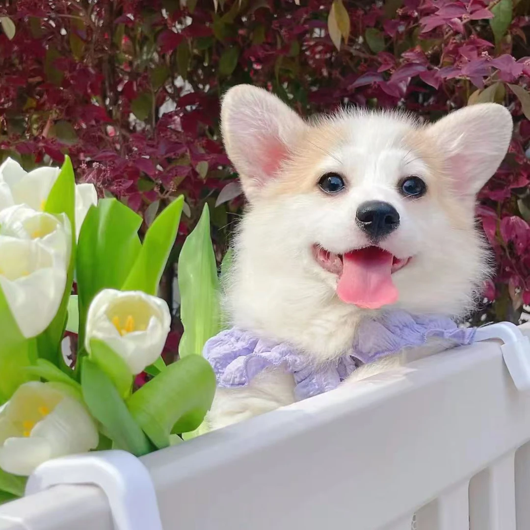 宠物直播链接下单请咨询（一）