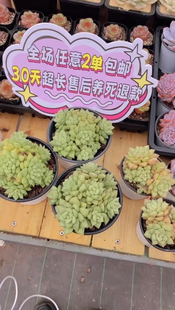 97-大母本象牙群生脱土发（量拍）