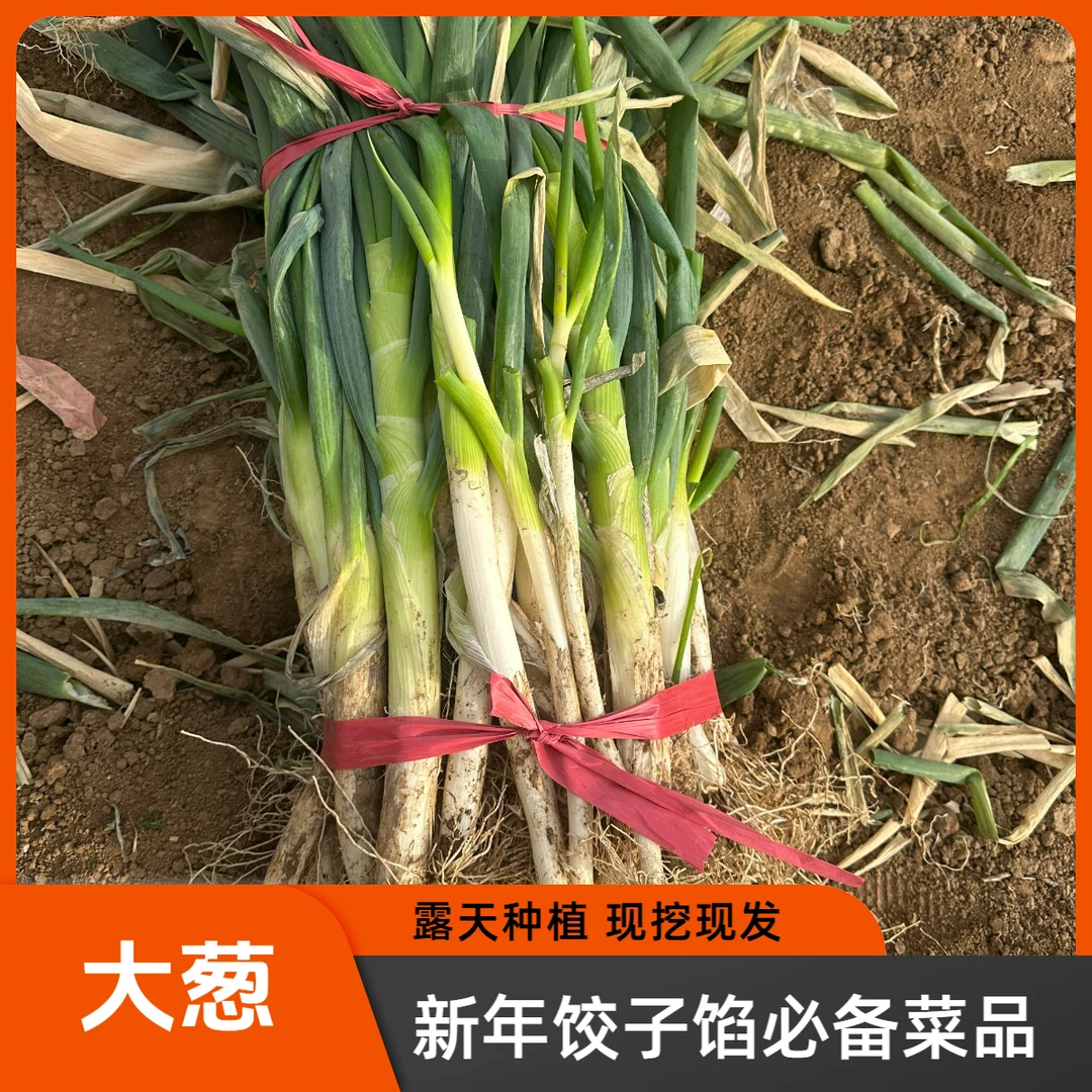 【2-9斤装】河南露天种植大葱过年猪肉大葱饺子配料
