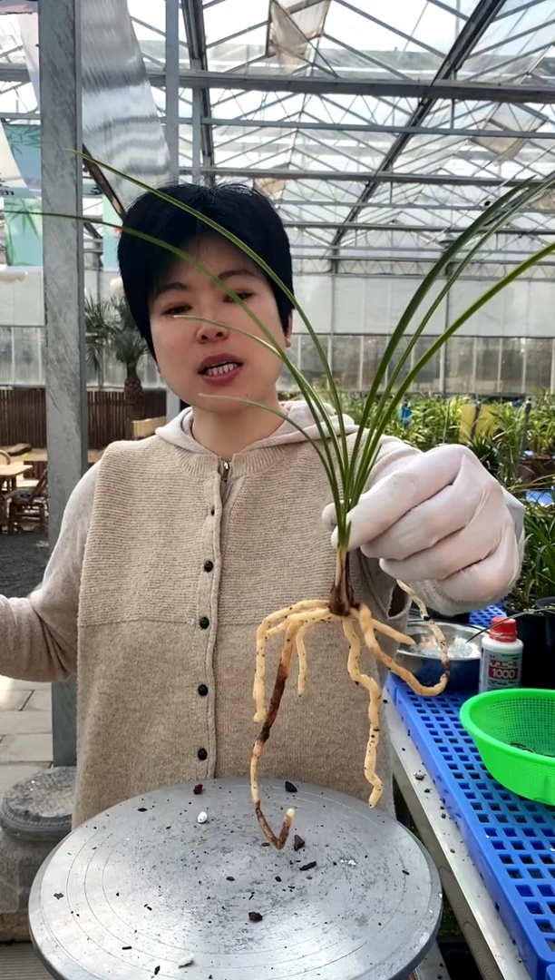 【闪购商品】金泉，未见