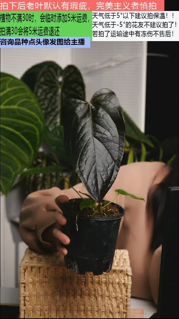 不开花植物女王之心花烛