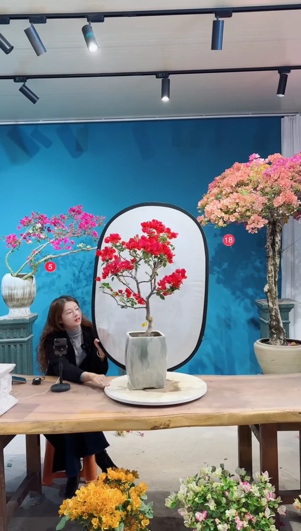 全部花朵全**贝波尔多红三角梅