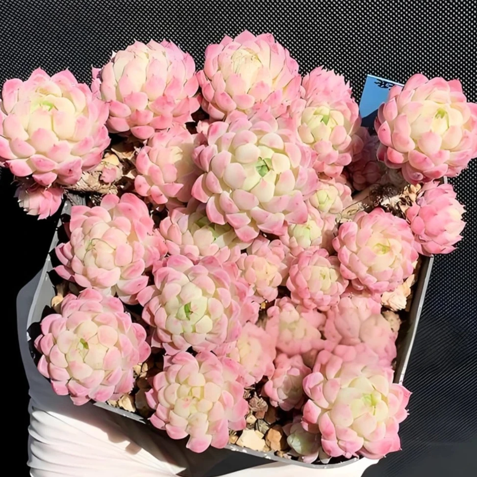 【鑫哥多肉】正版羊脂球多肉 全场多肉满两单送一颗！满五单送两颗！