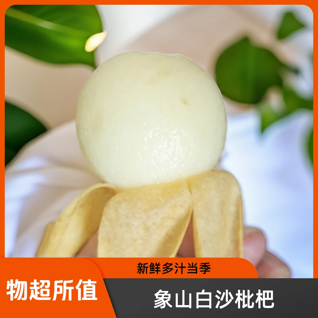 正宗象山白沙枇杷果园直发农家自产自销颗颗精选琵琶果顺丰包邮