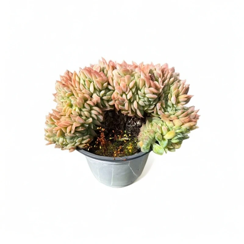 冰梅缀化  带盆发货（任意两单包邮）