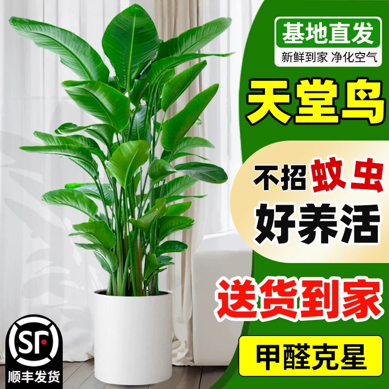 【加大圆形滑轮盆】1.5-1.7米室内客厅办公室绿植高颜值净化空气