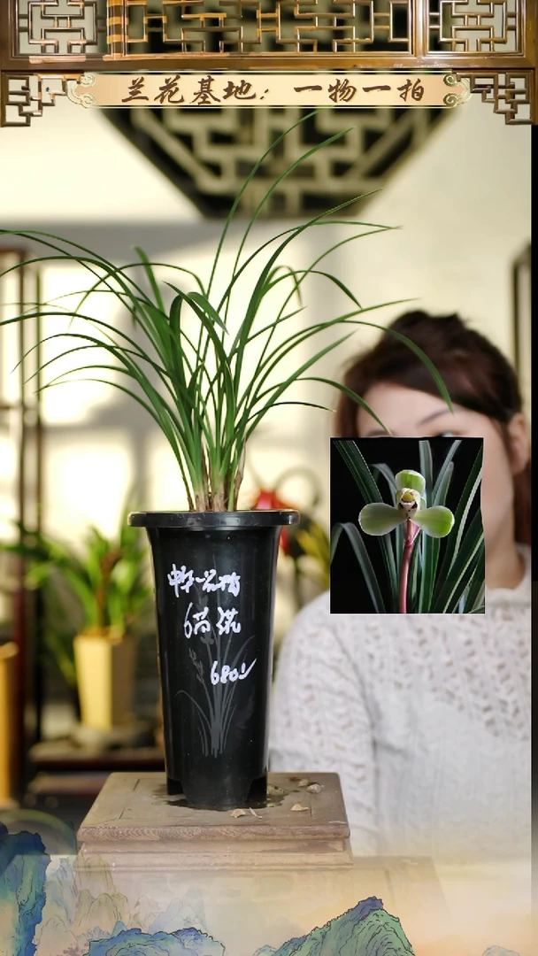 全部花苞中华一品梅带花苞