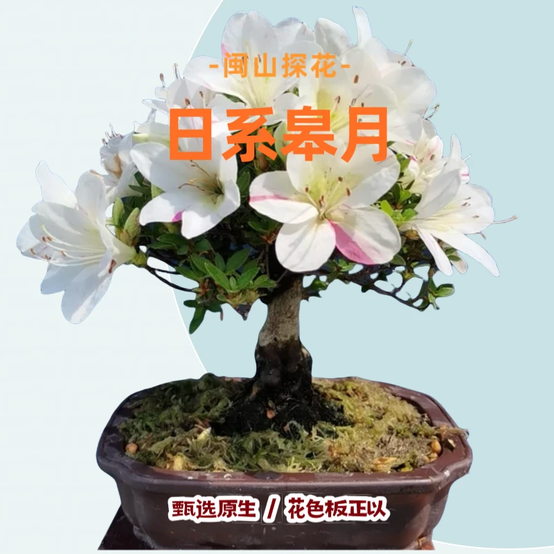 一物一拍杜鹃花多类别品种盆栽原生苗花卉客厅阳台庭院高端盆栽花