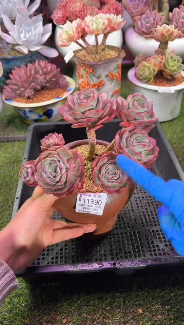 【闪购商品】11390