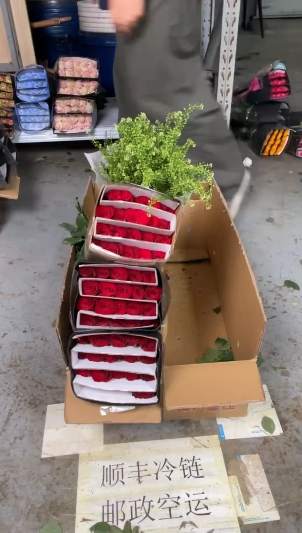 高原红3扎+绿林草