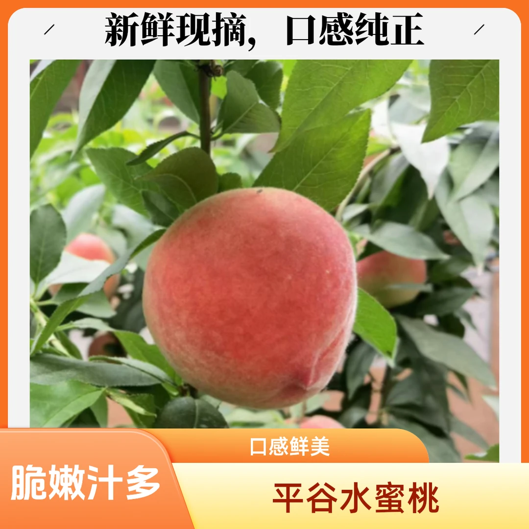 平谷水蜜桃脆嫩爽口汁水充足1斤3斤5斤当季新鲜水果桃子北京市