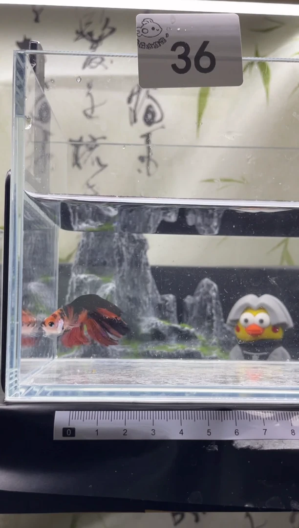 斗鱼泰国精品斗鱼A36