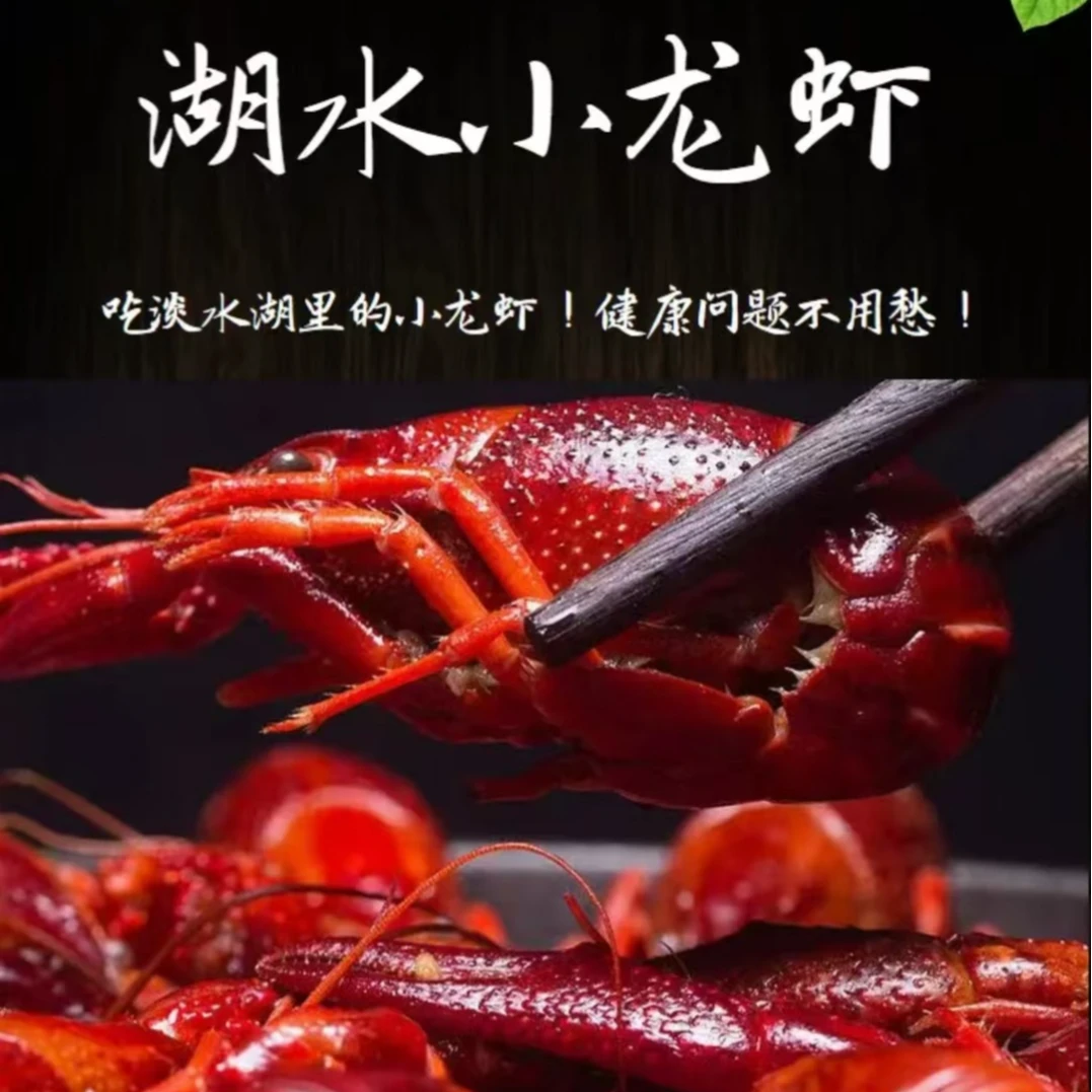 【肥肥虾庄严选】极品炮头虾1.2-1.5两小龙虾鲜活特大新2025年湖虾